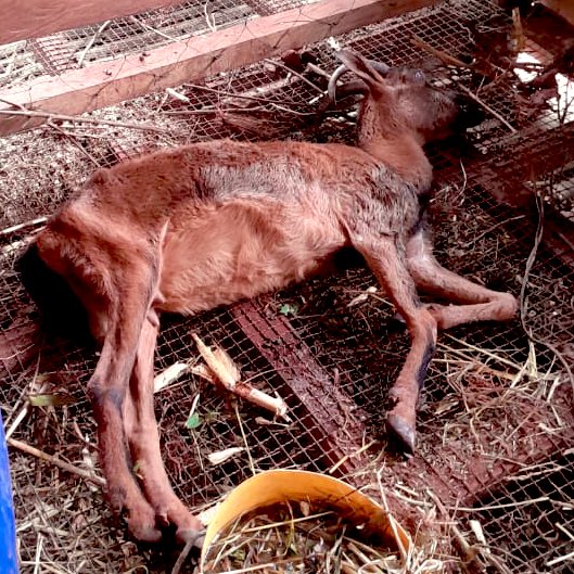 Vicky Junior Mukulima tweet media