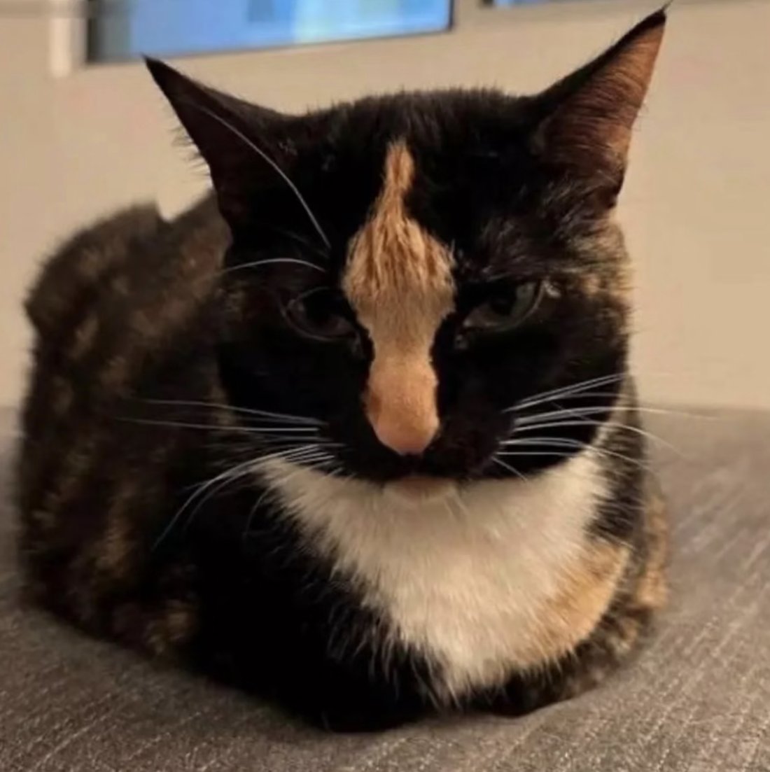 Kathleen tweet media