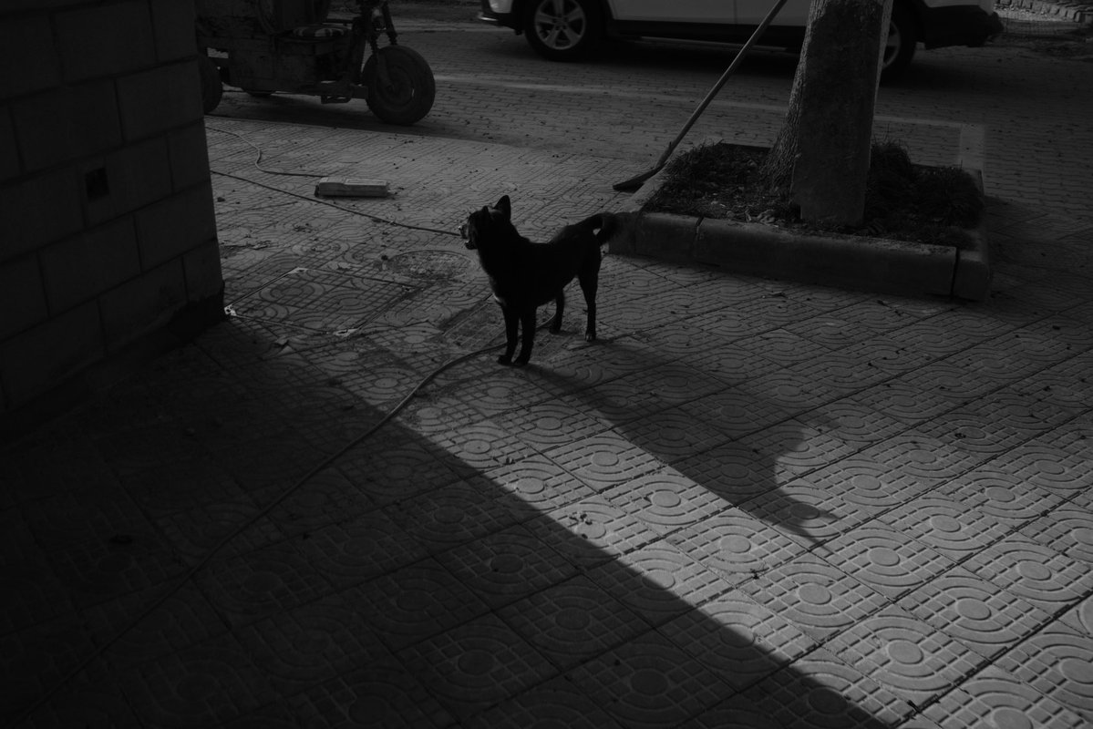 Creebit「苦力兔」🏳️‍⚧️ tweet media