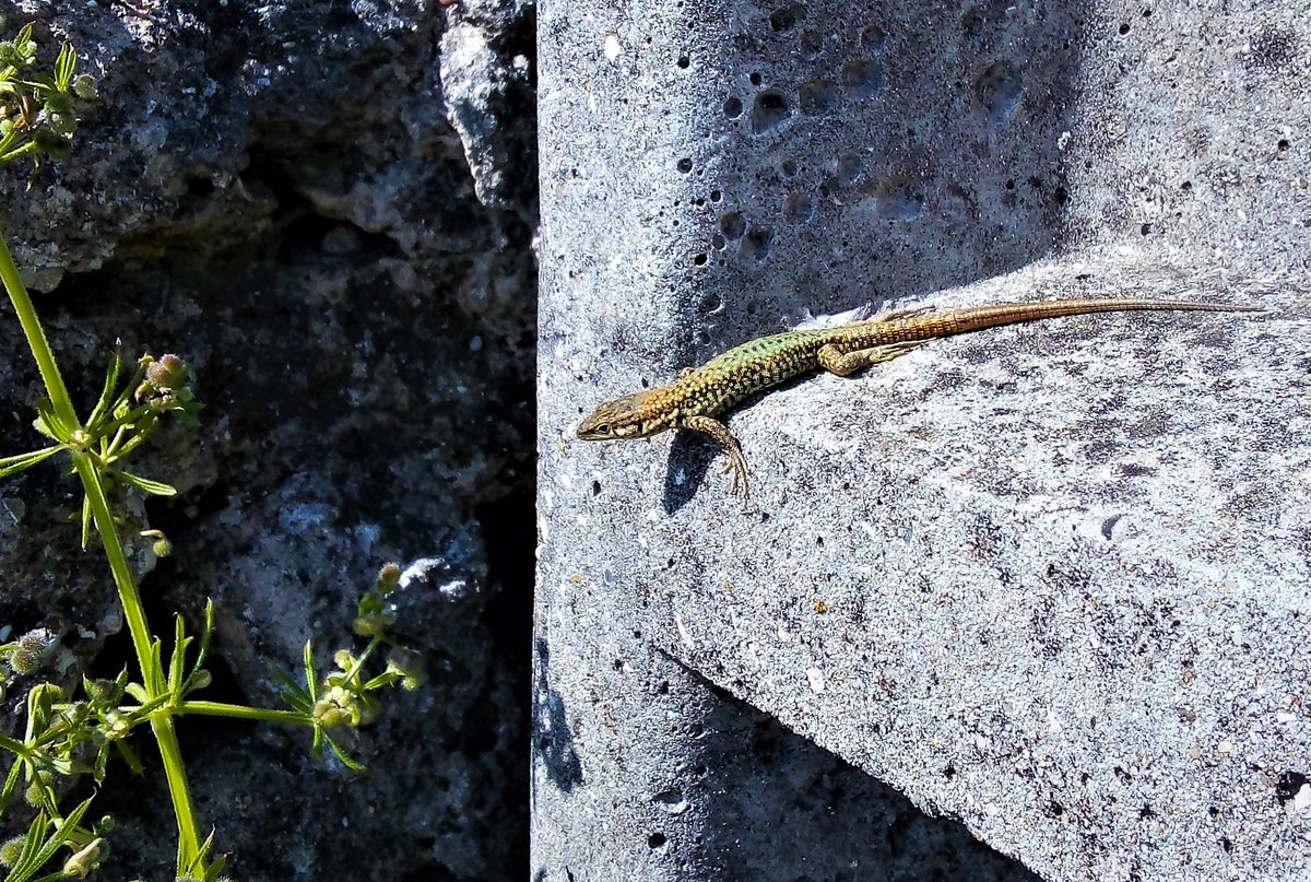 isabelpinheiro's tweet image. #PMJWeeklyChallenge
@pmj_photo   #Scale  
The wall lizard and the electricity pole

#10MinutesFromHome  #saturdaymorning