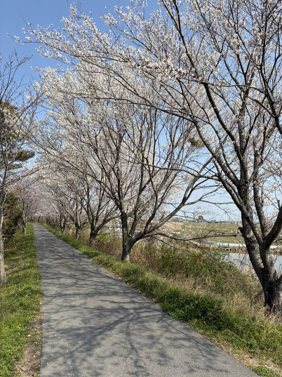 くろさば tweet media