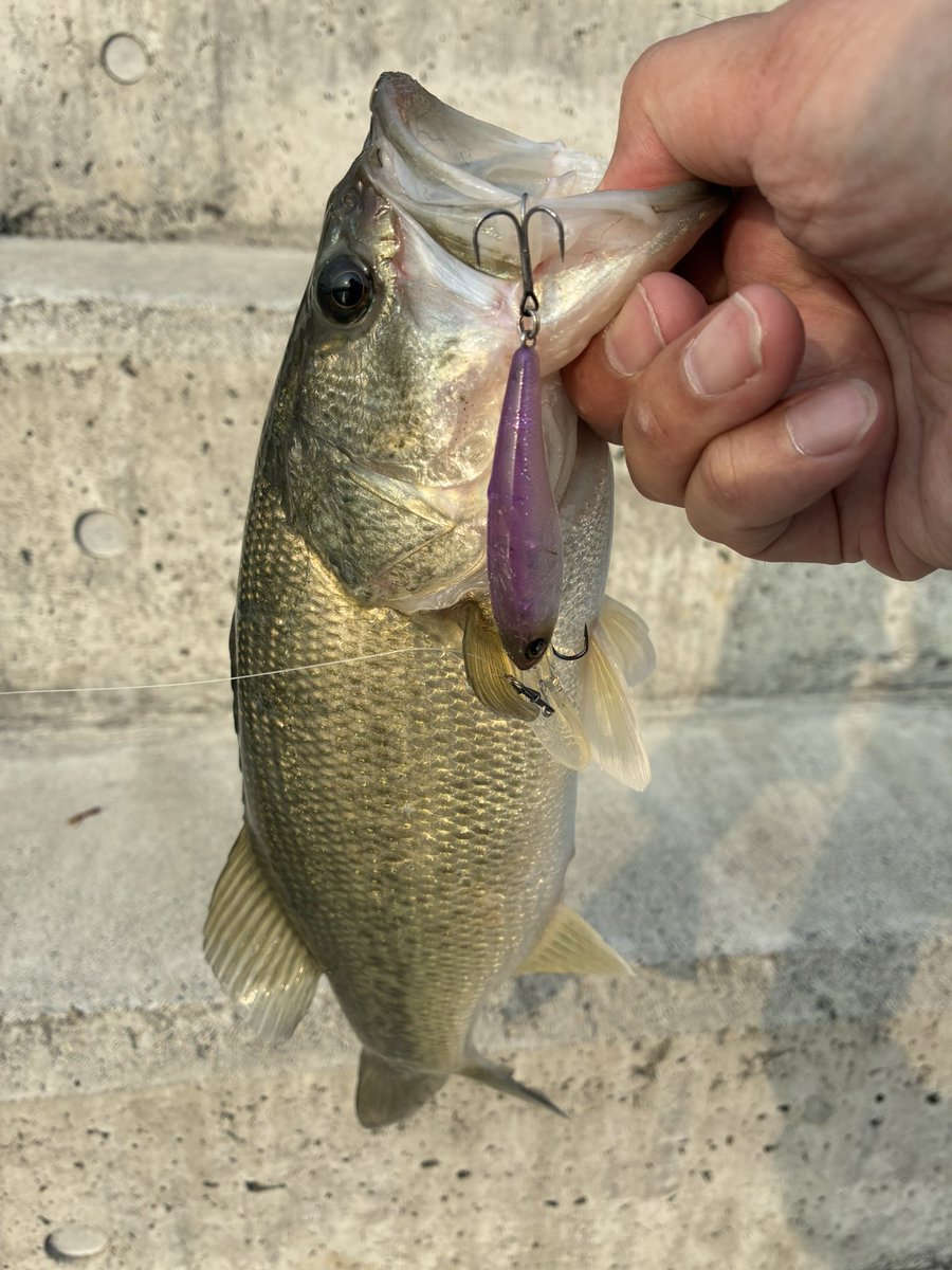 くろさば tweet media