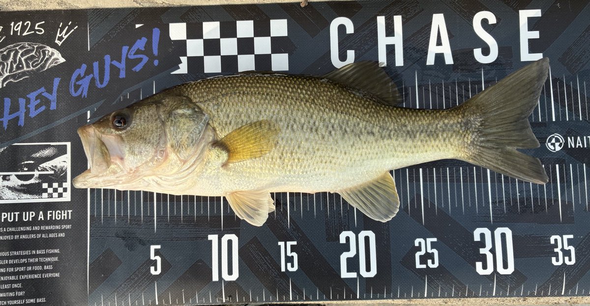 くろさば tweet media