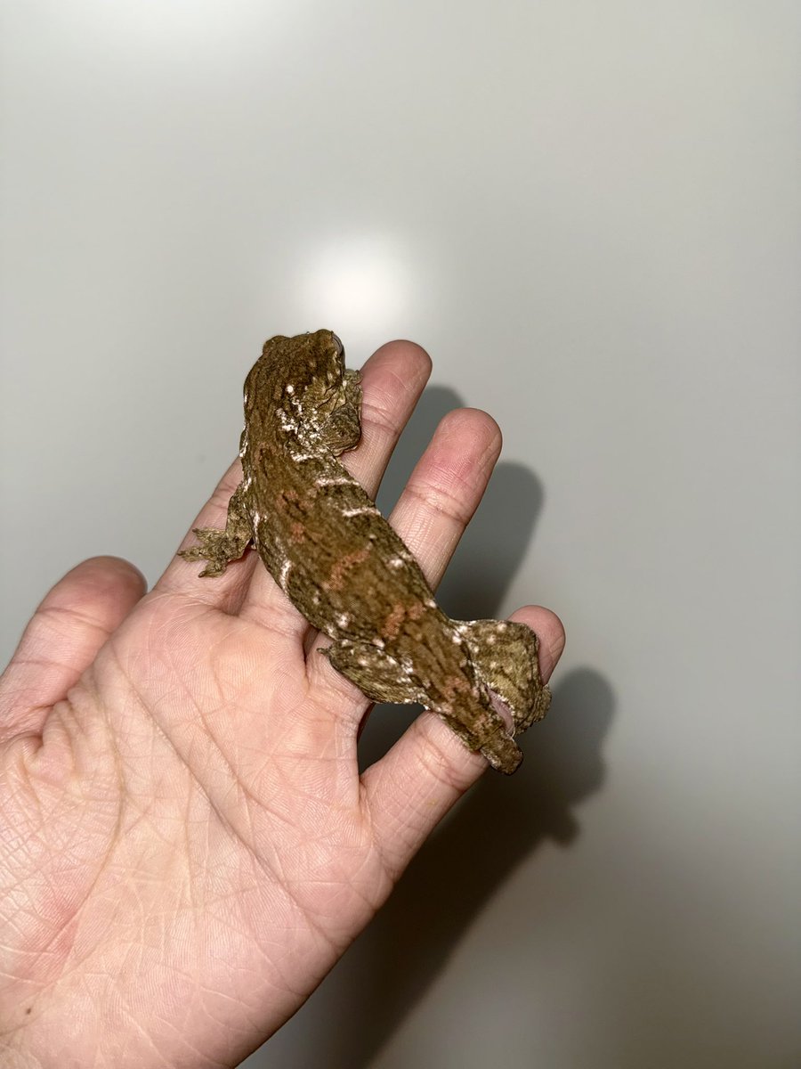 DAVINCI REPTILES：たいが😜 tweet media