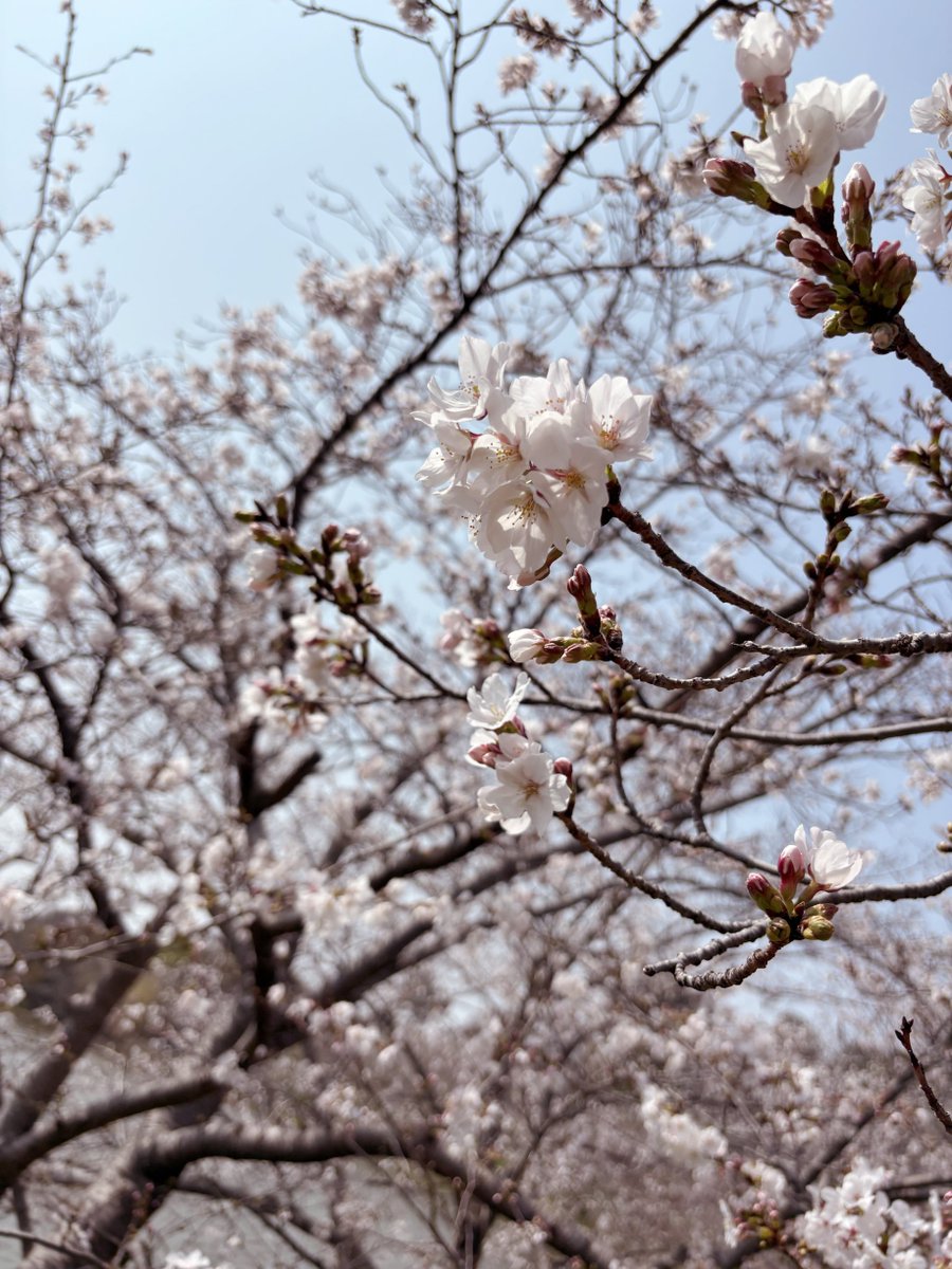 まろん tweet media