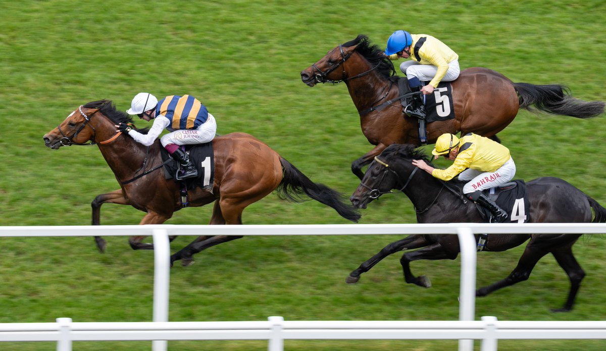 My Racing Tips tweet media