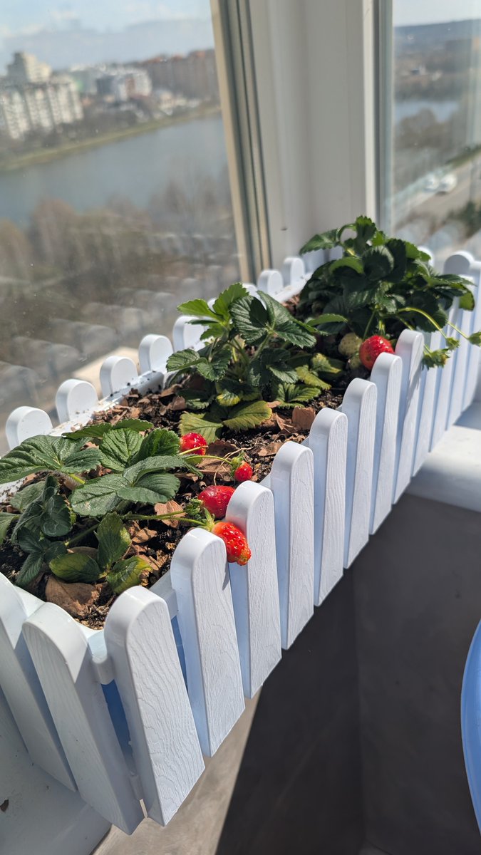 Майже я tweet media