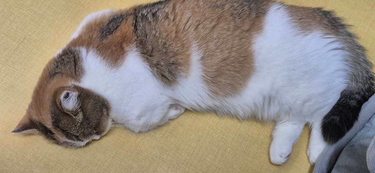 rumbleee tweet media