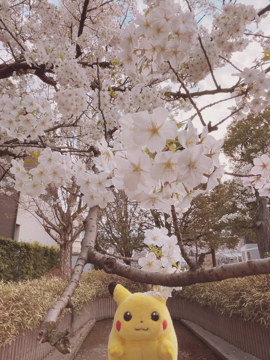 ぷぅ吉 tweet media