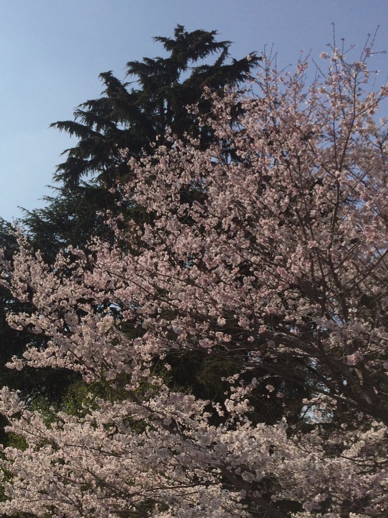 게로 げろ tweet media