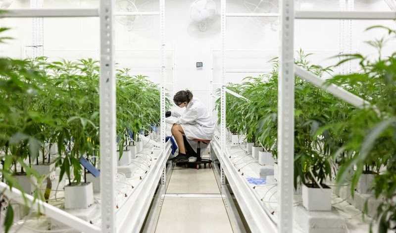 Cannabis Seed Bank of ME • R&D tweet media