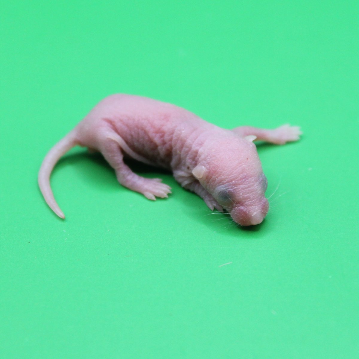 #katze 7 Tage
#küken 3 Tage
#maus 2 Tage
#tierbabys #dragonmeeri