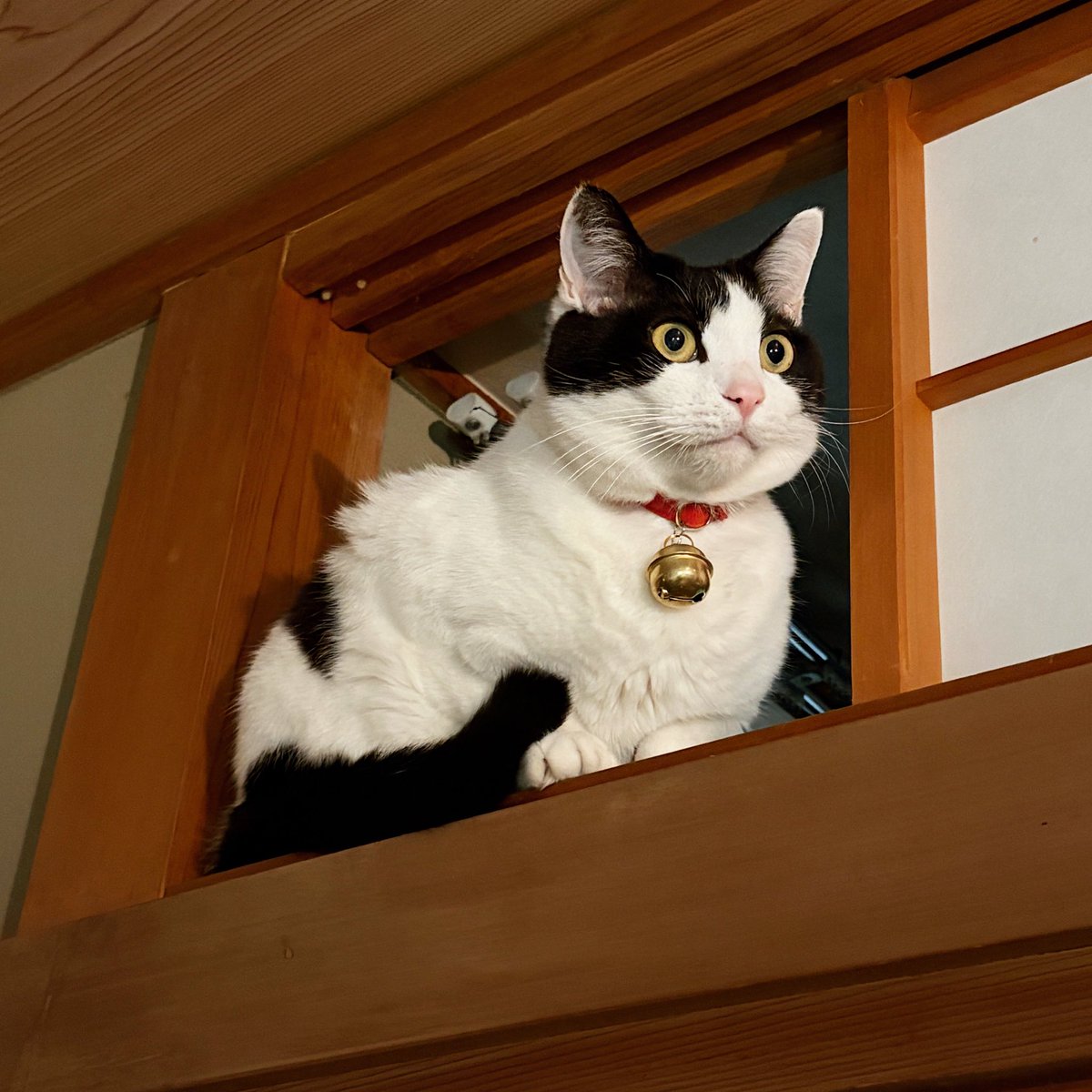 猫専門　またたび堂 tweet media