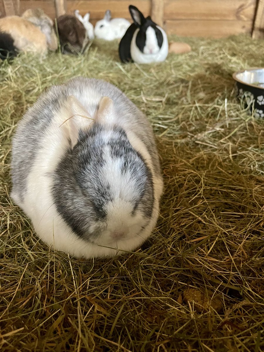 Chip💜 tweet media