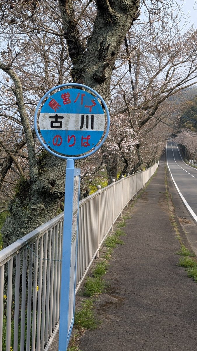 t10u25's tweet photo. ちぃましゃ君と207号線へ🚗　古川の桜が咲き始めました🌸🌸🌸
#BROS1991 
#昭和やったね https://t.co/zMAZP6bNMB