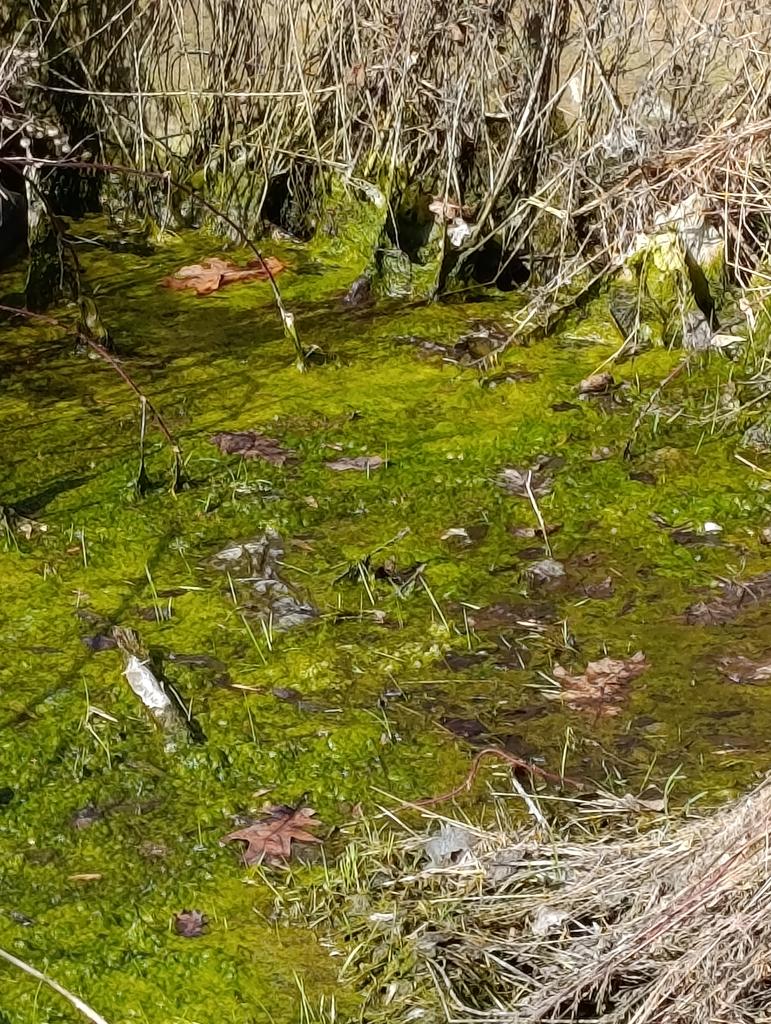 Ze spaceru z psem...