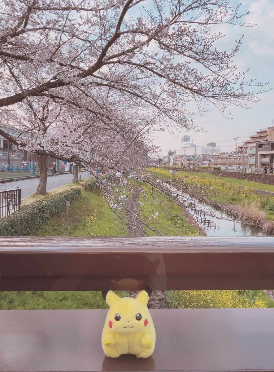 ぷぅ吉 tweet media