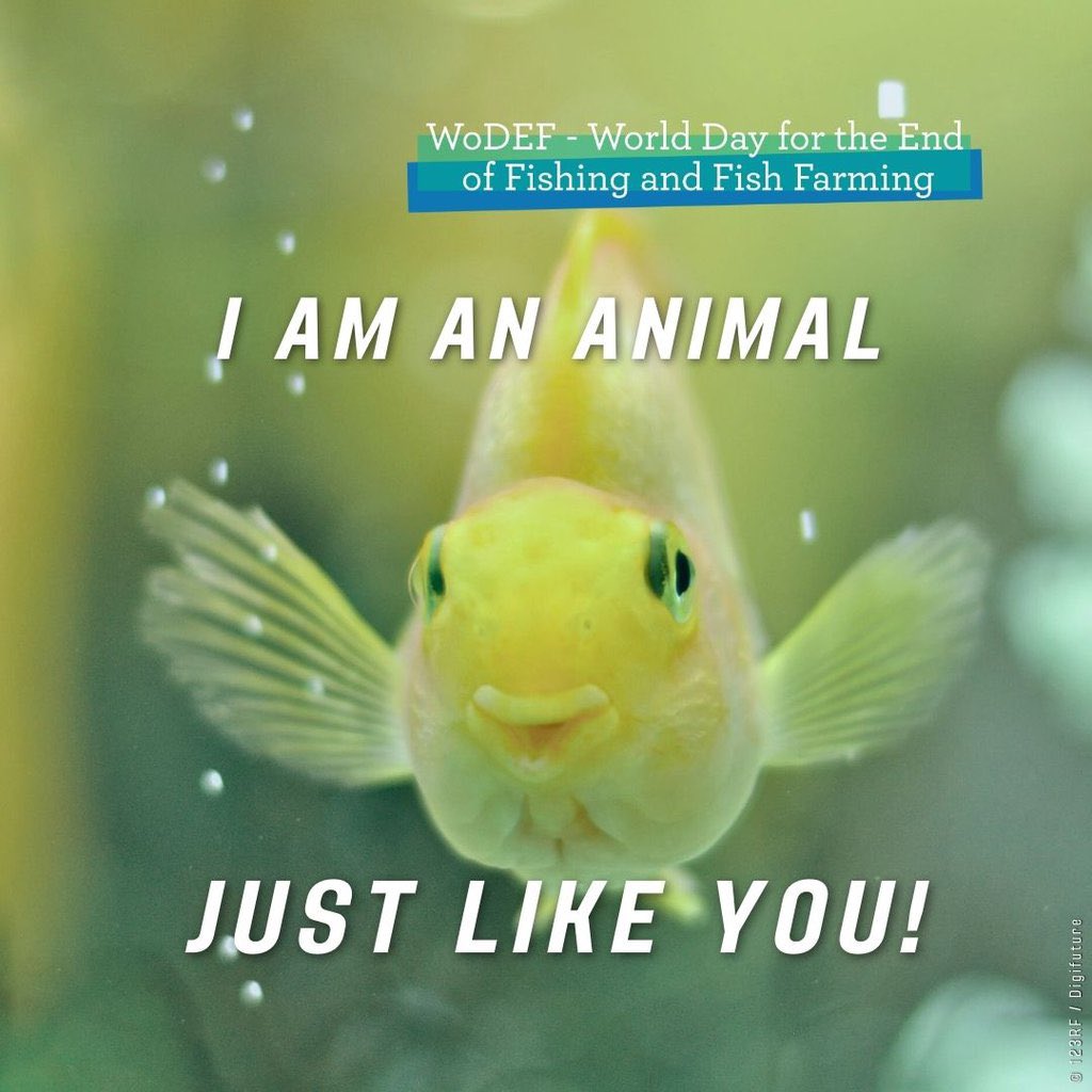 Fish are sentient beings capable of feeling pain and forming social bonds.
On World Day for the End of Fishing &amp; Fish Farming #WoDEF, we call for a more compassionate world for aquatic animals. They deserve better.
#EndFishing #AnimalRights