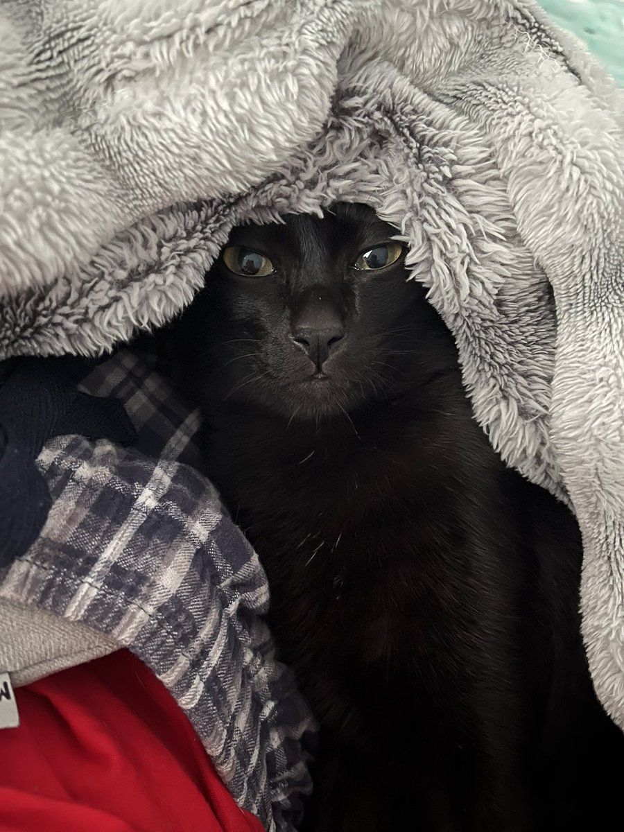 Pɑeristɑr Fac 🐈⬛ Q06📖book fair tweet media