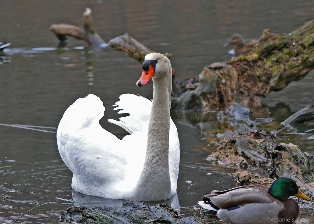 Terry Hlywka tweet media