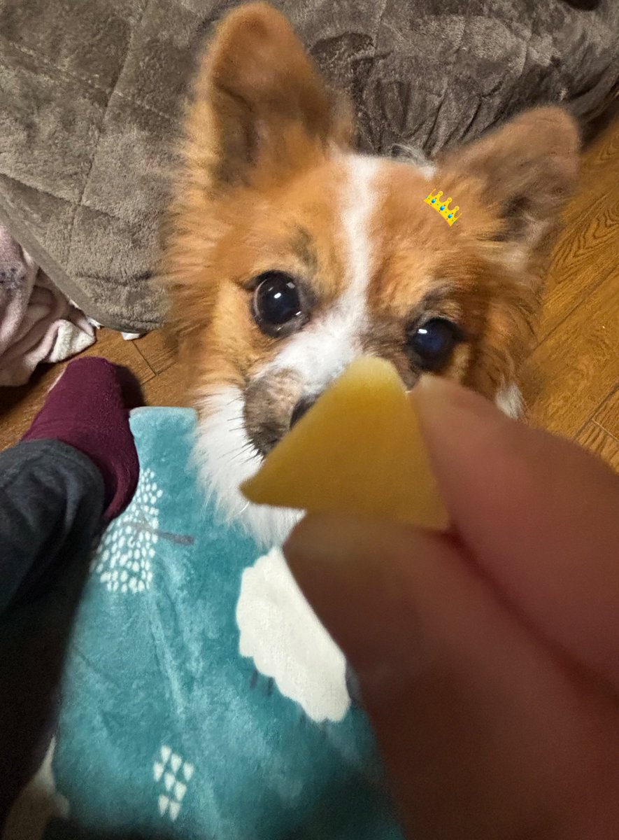 よもぎ🐶の飼い主 tweet media