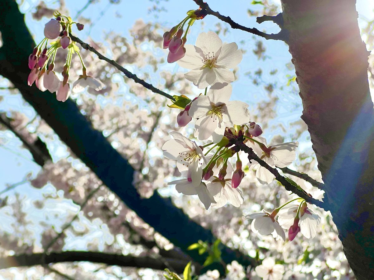 お花見でございました🌸