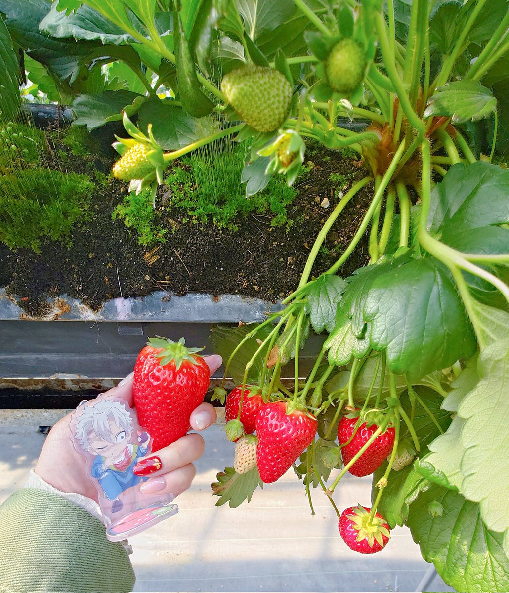 🍵ちゃ (@ng8sb) on Twitter photo 