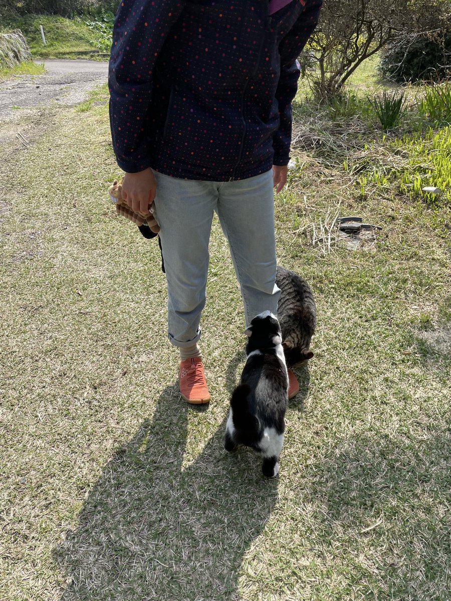 kazuma_3522's tweet photo. 大分県から発信のこのクラウドファンディングちょっと炎上してたので現場に数馬さん猫が気になって行って来ました。初めての挑戦でほんとに頑張っている事が、猫から伝わって来たので大丈夫です。批判もあるかもですが、応援してあげて欲しいです。猫達の為によろしくお願いします。 https://t.co/hQv0XiWBeu