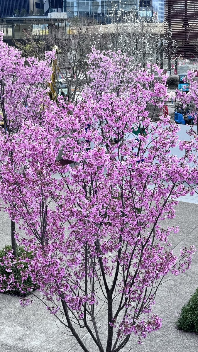 大工のKimura tweet media