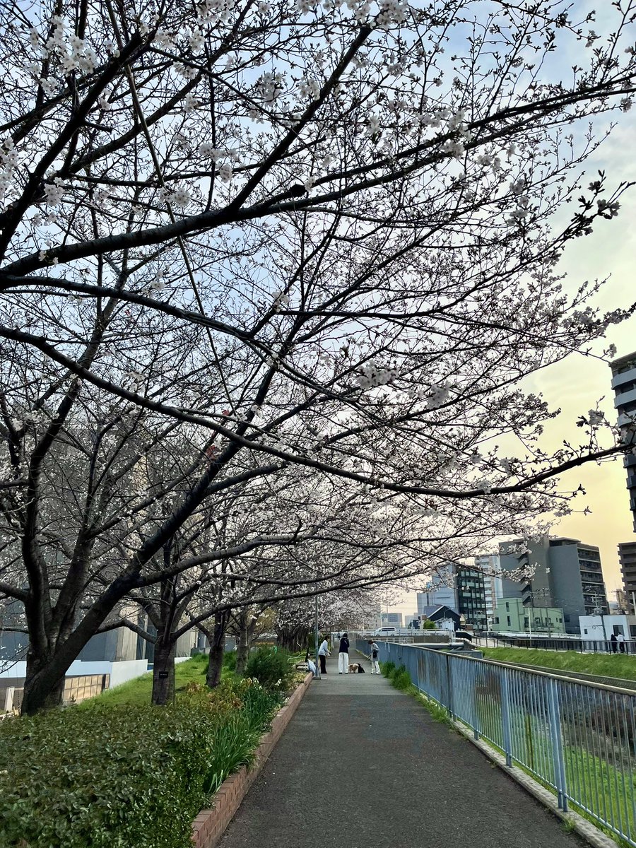 くくり🐺🐰 tweet media