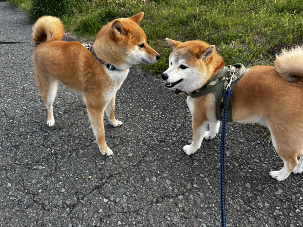 z7d70's tweet photo. 今日も仲良しかゼンくんと、ごじろーくん🐕❤️🐕 https://t.co/Zs0c4Y4jrf