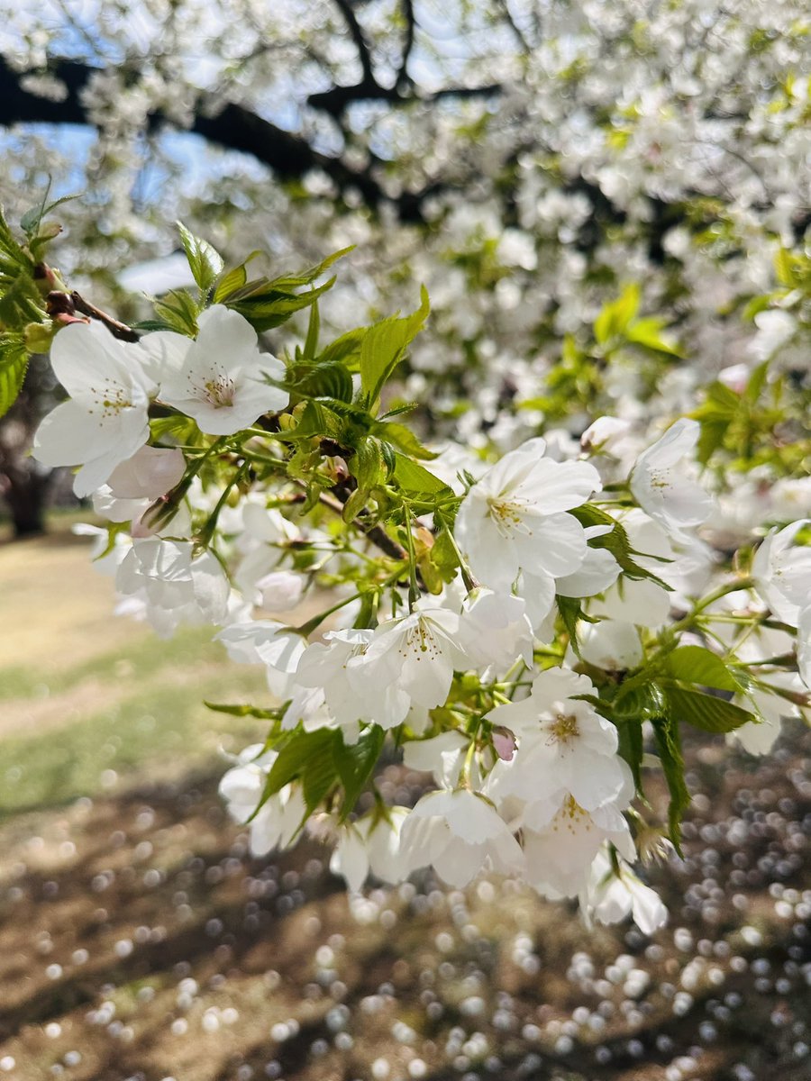 ARTIST KATHMI 🎨🖥️ 吉田佳寿美 tweet media