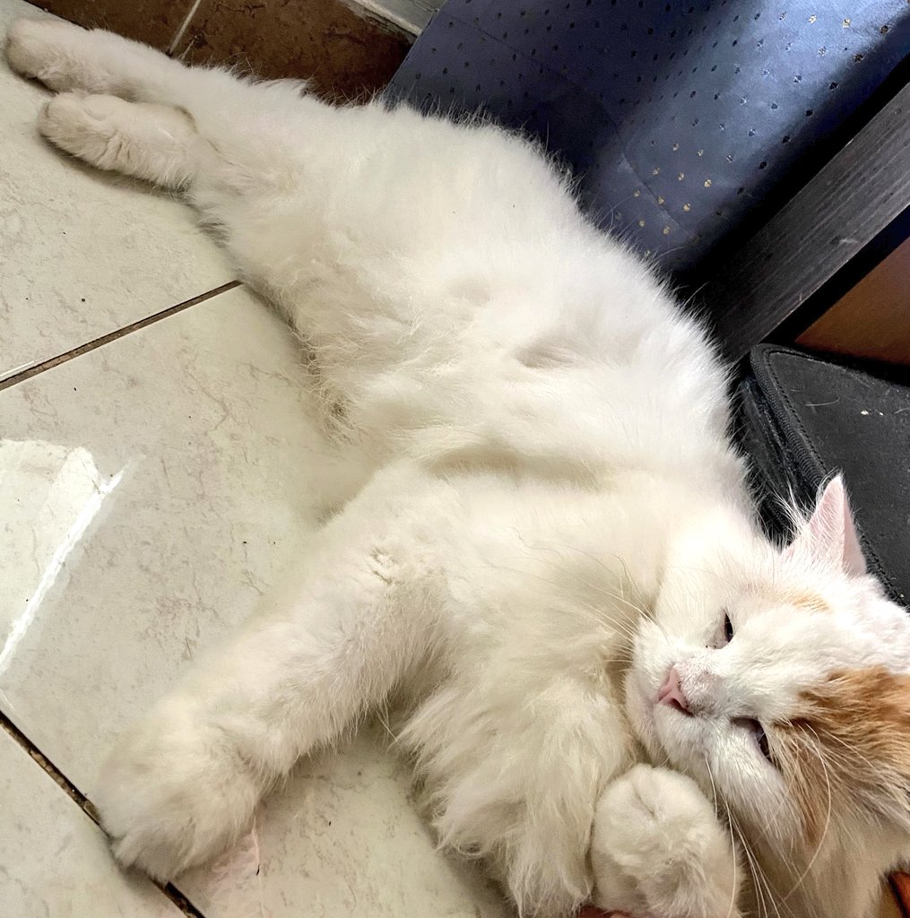 Ciku 🦁🍉 tweet media