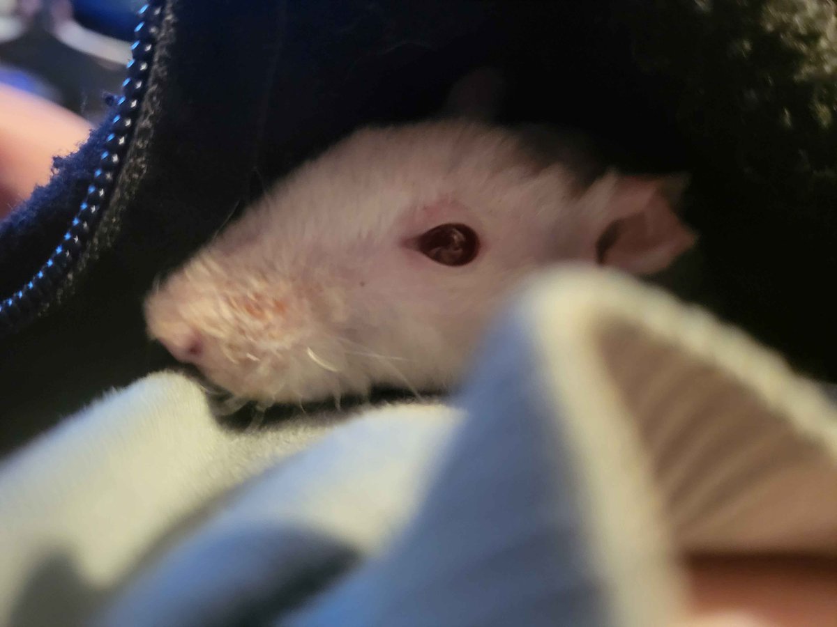 Pippin 🦦🫧 | Otter VTuber tweet media