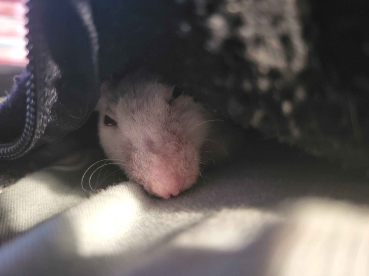 Pippin 🦦🫧 | Otter VTuber tweet media