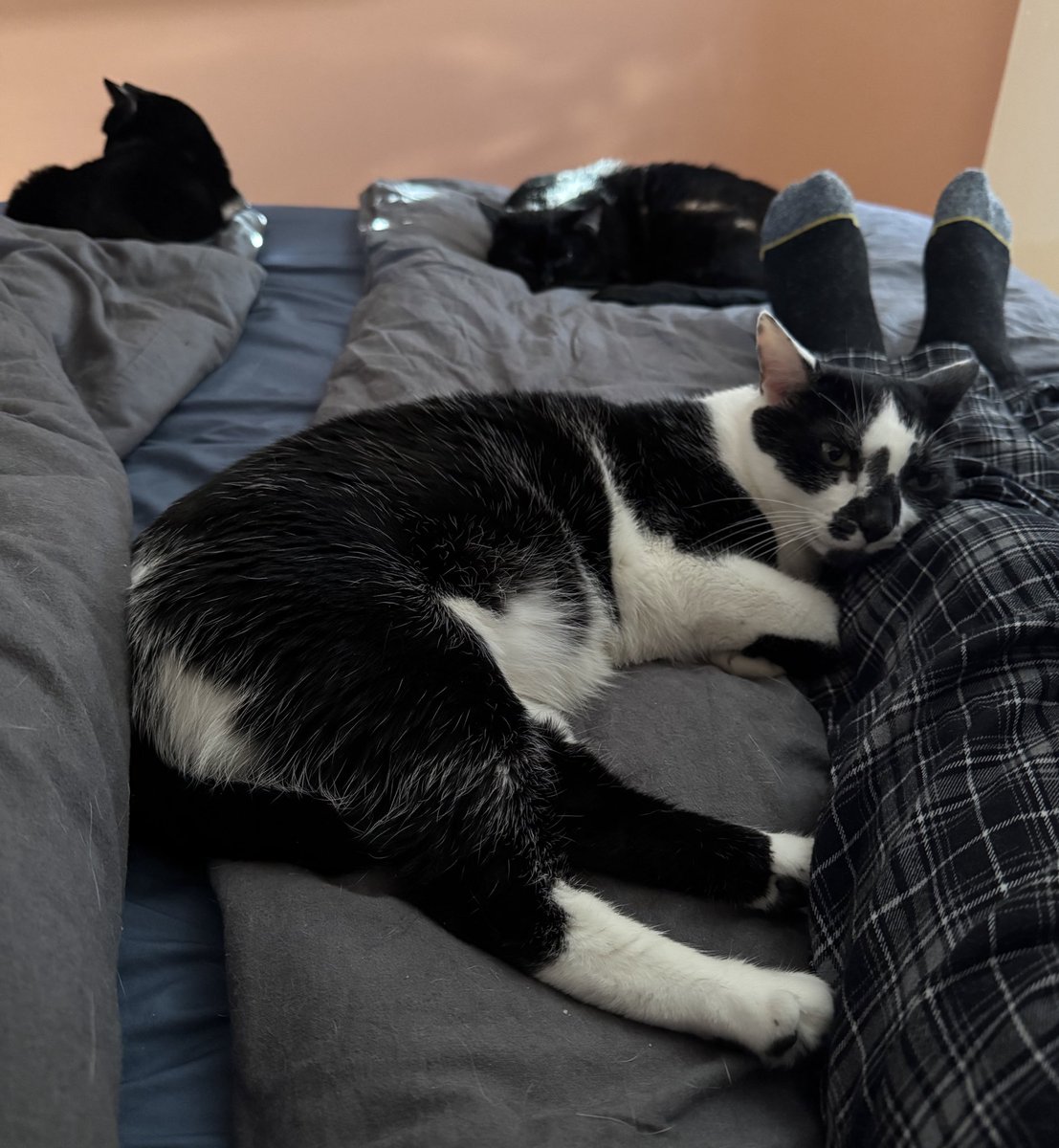 EveraeGames's tweet photo. The cats encouraged us to have a lie in this morning.
Lillie even checked our diary…
For me - getting the house into some semblance of order so I can start editing.
Dean, finishing off the Basic rules so I can!
#ttrpg #UntoldDestiny #IndieGameLife https://t.co/4SYSSUObgy