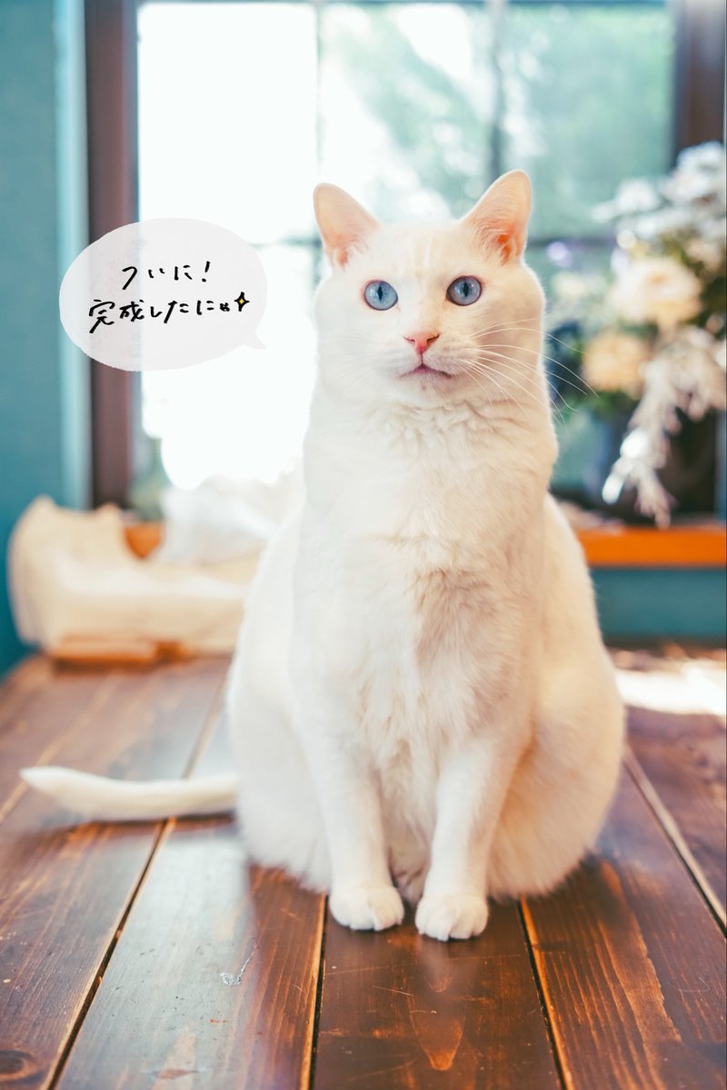 yuiii@ねこ休み展 tweet media