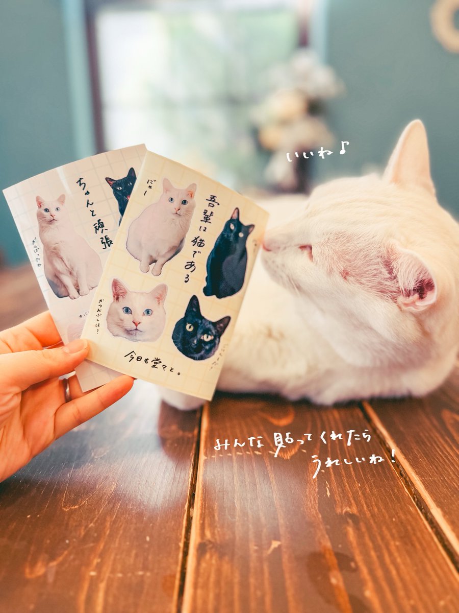 yuiii@ねこ休み展 tweet media