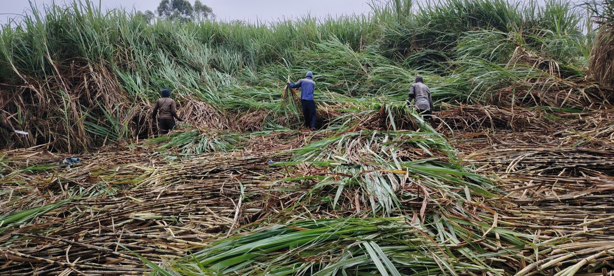 ignyharaz2's tweet photo. Ukiwa na pesa imetulia na hutaki kuweka MMF , enda huko mumias interior uka lease miwa.

An acre unaeza pata na 30k for 6 years (3 cuts) , that's kama iko na miwa...

Kama ni shamba tu bila miwa unaeza mpea 20k and plant your own.

Every cut kama umelinda shamba vizuri inaeza kutokea 2 tractors each weighing between 7- 15 tonnes.

Different companies zina offer different prices per tonnage na minimum ni 5k per tonne.

Sasa ukivuna unapata around 5k*20 tonnes per cut.

For 3 years unaeza bag 300 large.

Expenses pia ziko na ni mingi

Na pia patience muhimu

Plus ukichukua kwa boma ya vijana maskini unapata hyo ndo chakula ya vijana.

Meanwhile, hii ni rahisi na i am doing it..

Toda, we're harvesting after kutafta permit for 3 months, ndo west Kenya wamenihurumia sasa.

Farming is great