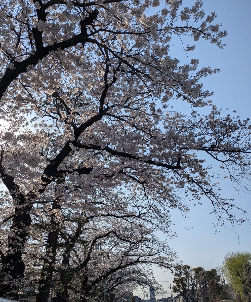 Ｋｕｍｉ tweet media