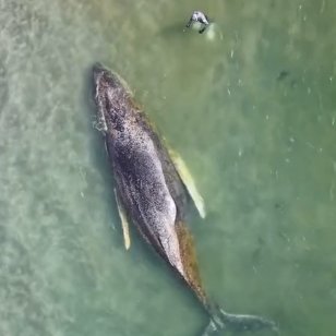 Comicschau tweet media