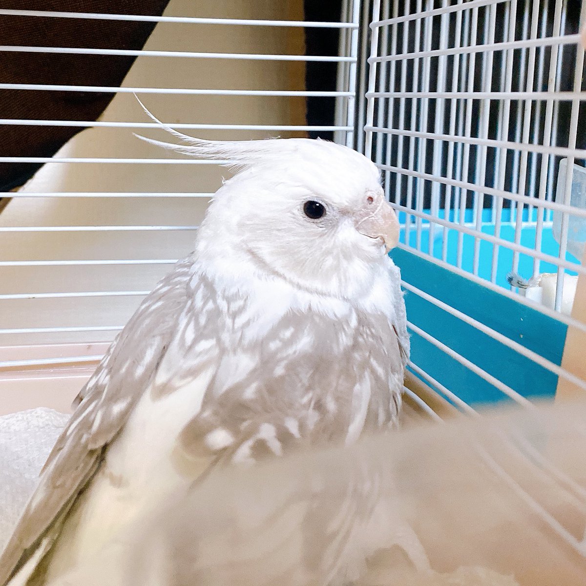 三月未来☽ tweet media