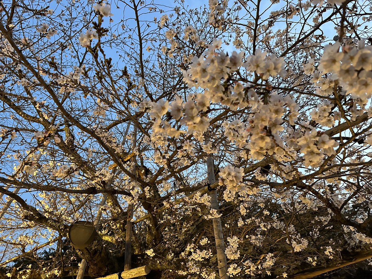 ライトアップ始めました🌸
夜間拝観はやってないけど😅