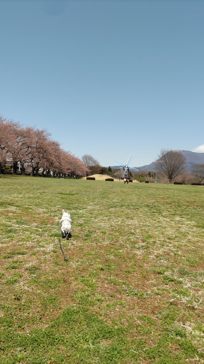 インドア系スムースチワワ、ツナさん tweet media