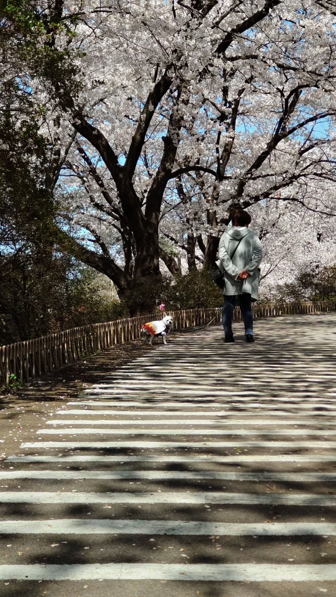 インドア系スムースチワワ、ツナさん tweet media