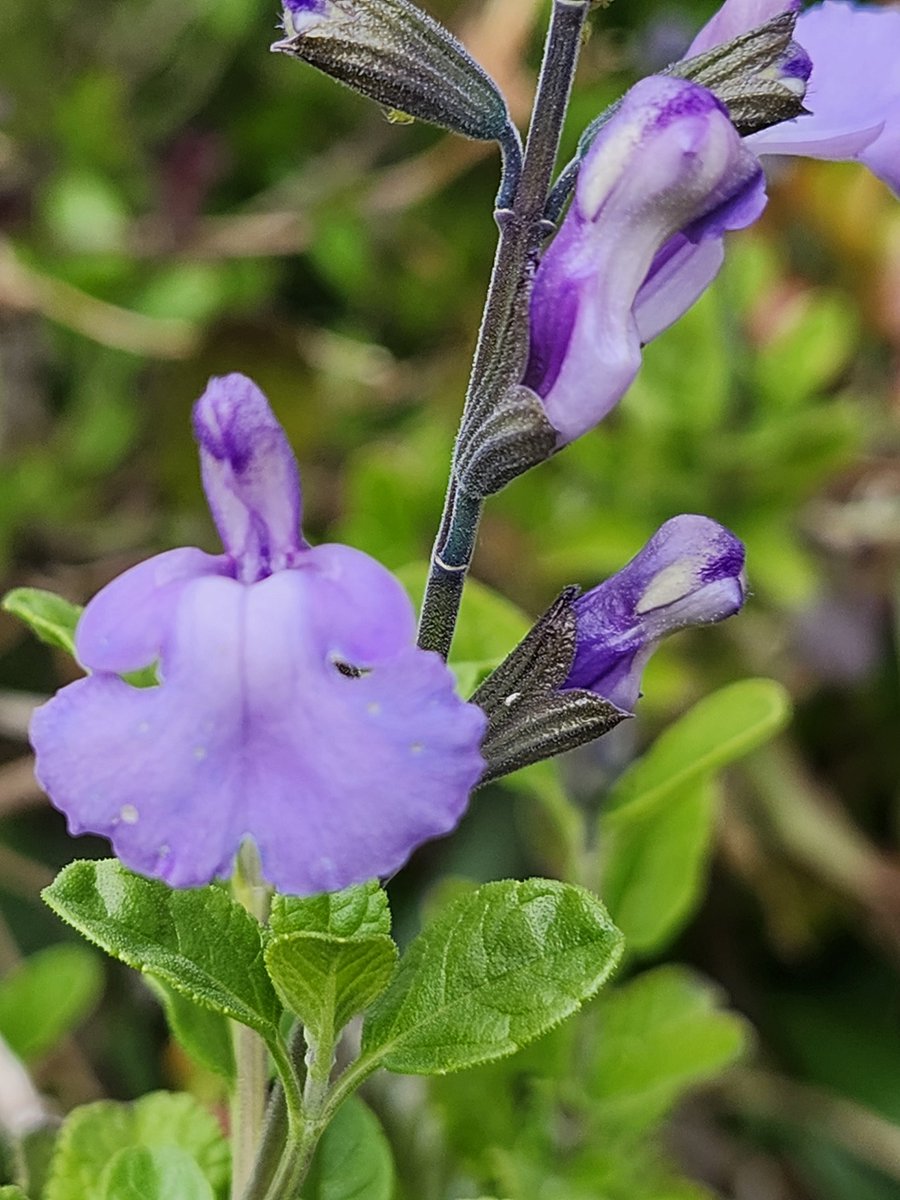 るんりん tweet media