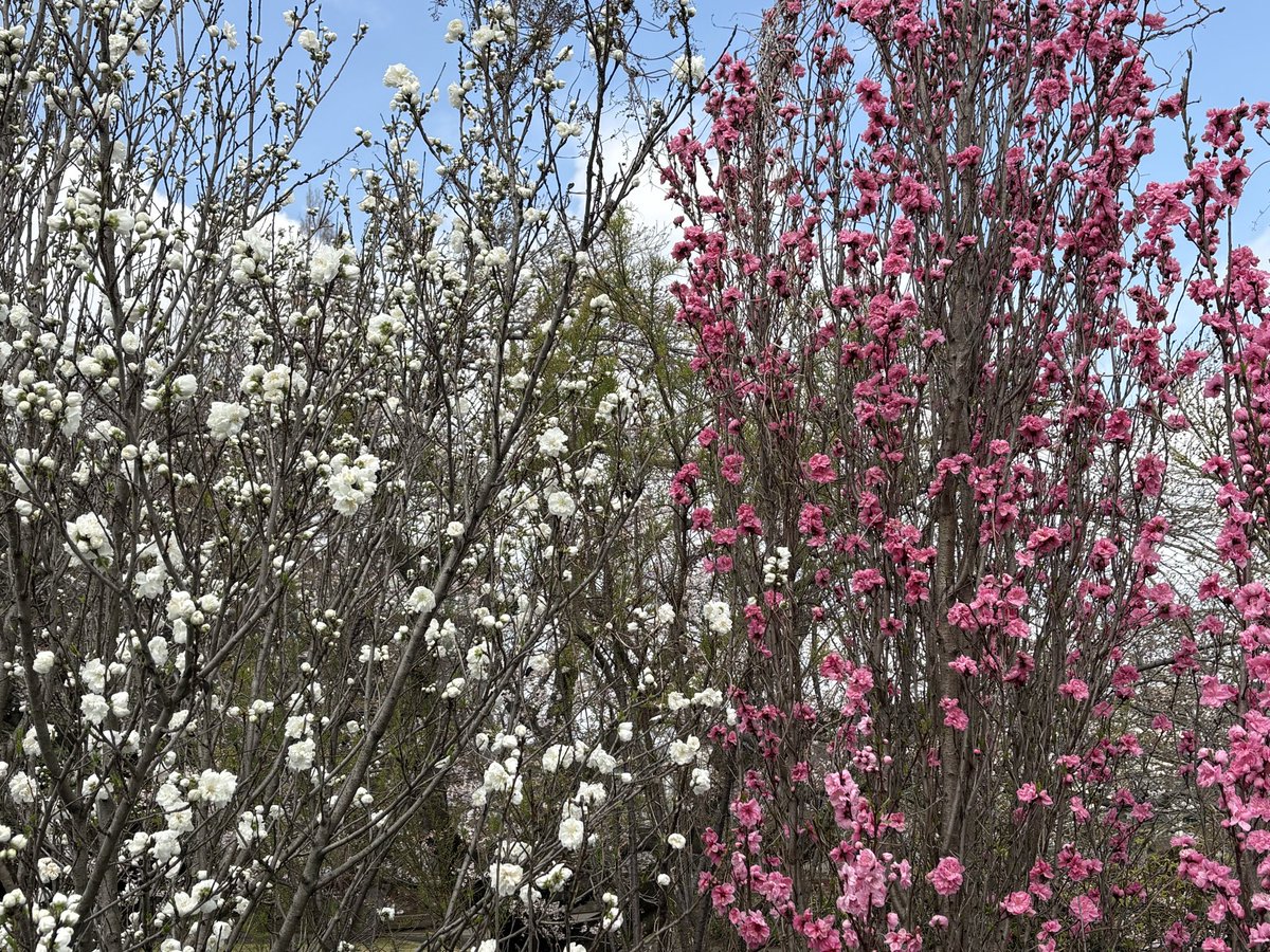 maruo_FD|R8中小企業診断士受験生 tweet media