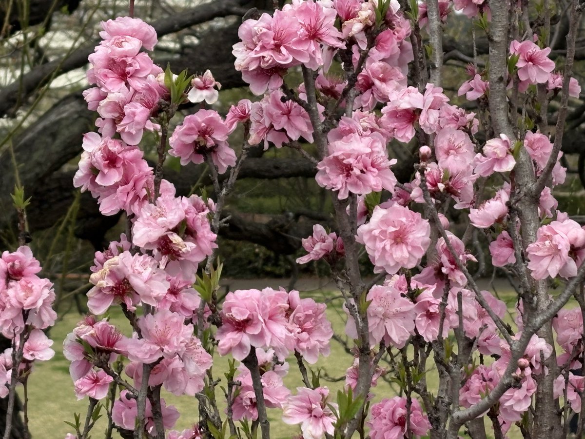 maruo_FD|R8中小企業診断士受験生 tweet media