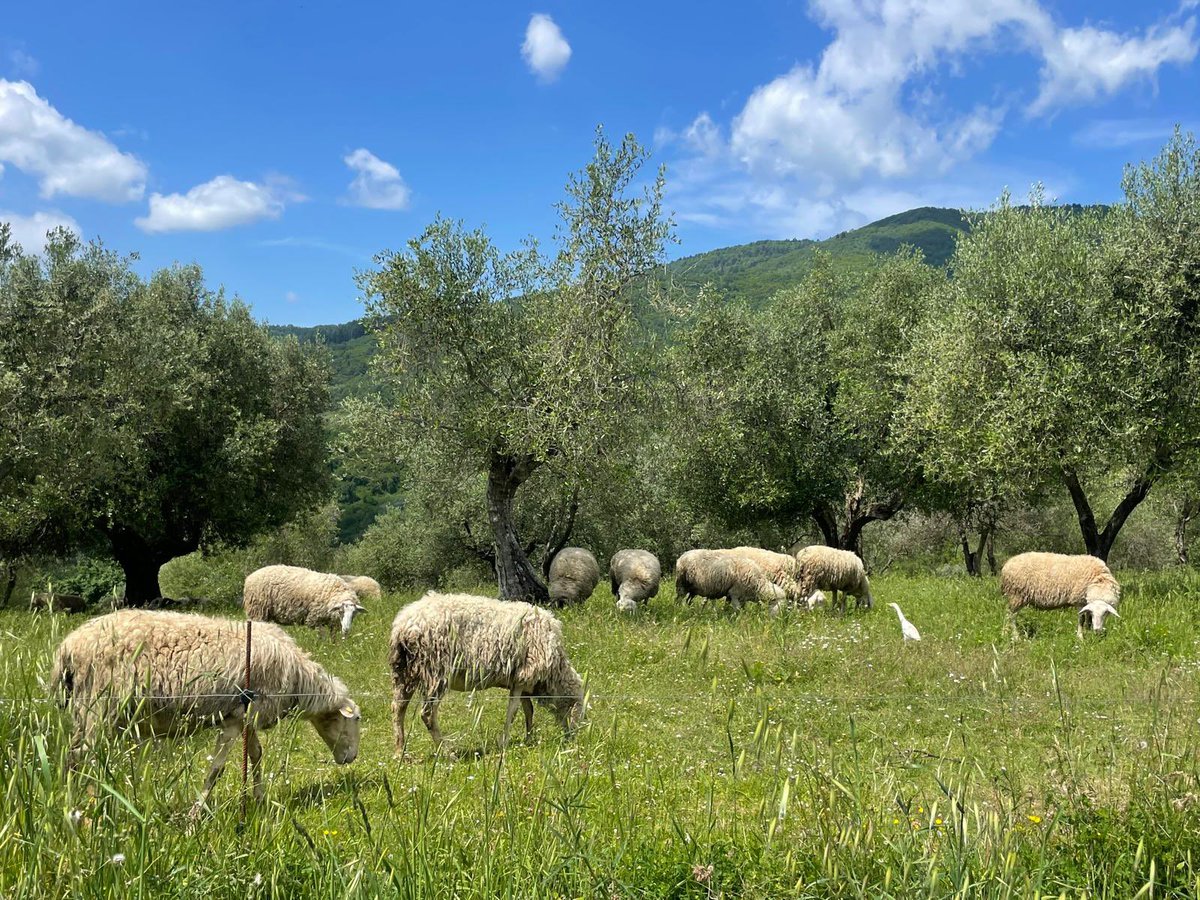 valledelsasso's tweet photo. Pronti per la #Pasqua2026? Entro domenica potete ordinare tutto il meglio delle produzioni #riscossacontadina! Ultime disponibilità di agnellone, poi tutti i tagli di manzo, maiale, salumi per sapori unici! https://t.co/QEuAMh1eip 🥩☀️🐣 #Pasqua #Pasqua2026 #easter #buonweekend https://t.co/Zd5RKElBxq