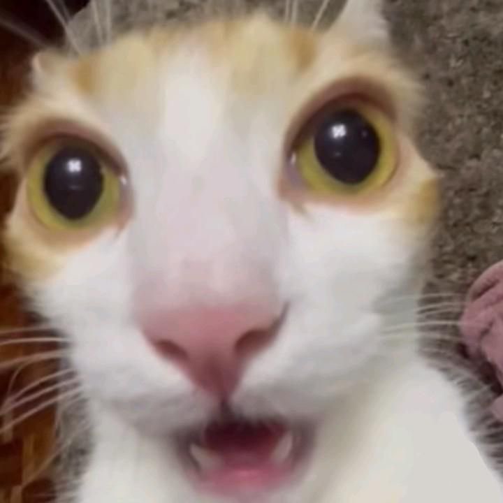 кеюра tweet media